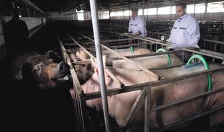 飼料成本大增，歐盟養豬戶減少飼養數量，歐盟區肉豬供應吃緊。歐新社.jpg