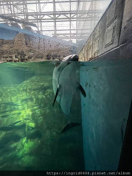 大阪景點推薦 親子必遊 世界最大級の水族館--大阪海遊館 超