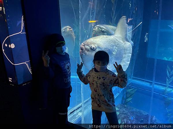 大阪景點推薦 親子必遊 世界最大級の水族館--大阪海遊館 超