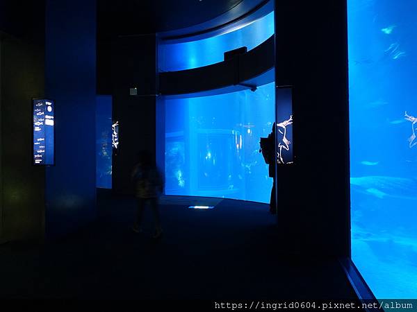 大阪景點推薦 親子必遊 世界最大級の水族館--大阪海遊館 超