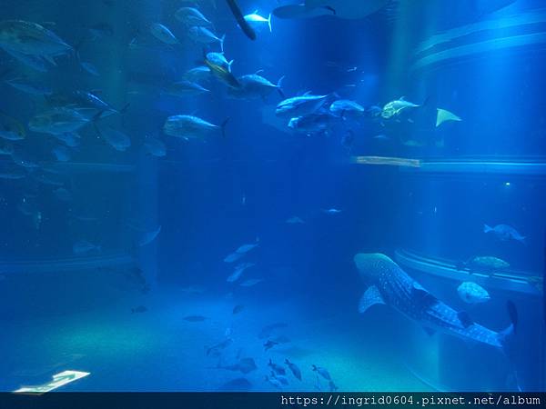 大阪景點推薦 親子必遊 世界最大級の水族館--大阪海遊館 超