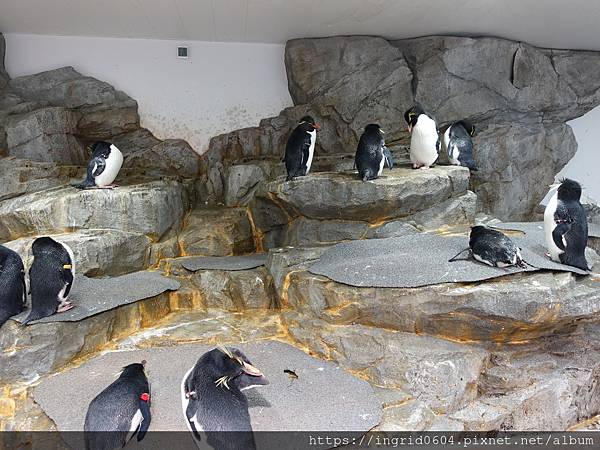 大阪景點推薦 親子必遊 世界最大級の水族館--大阪海遊館 超