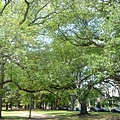 30.Garden District