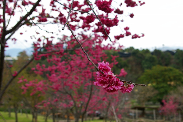 IMGP7659.JPG