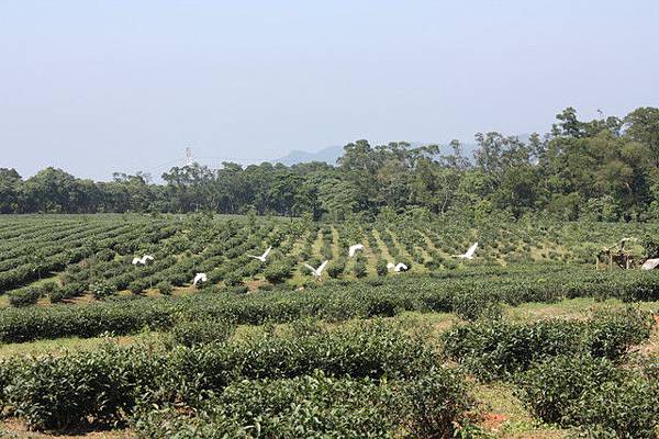 三義慈濟茶園