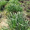 苗栗銅鑼樟樹村的香茅園