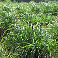 苗栗銅鑼樟樹村的香茅園