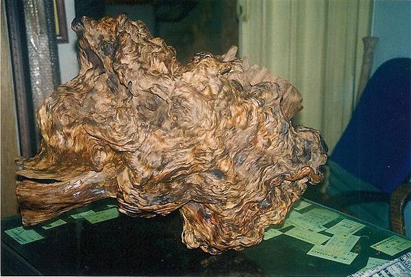 台灣國寶紅檜木 樹榴