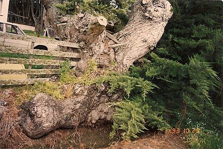 紐西蘭巨木樹榴