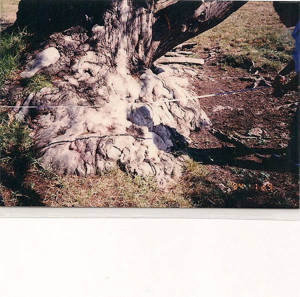 紐西蘭巨木樹榴