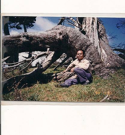 紐西蘭巨型檜木樹榴