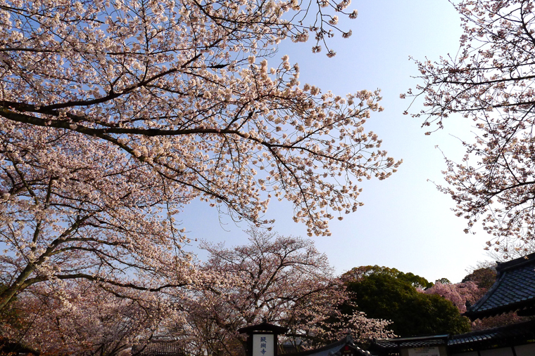 醍醐寺參道04.jpg