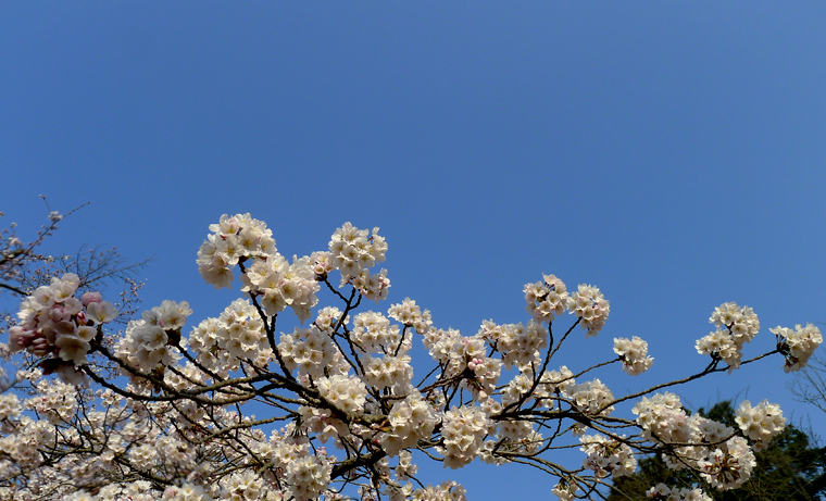 醍醐寺參道sakura.jpg