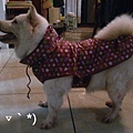 太小的狗雨衣XD