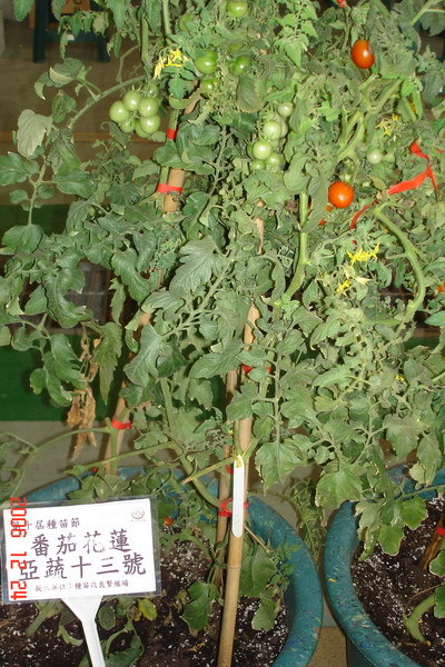 新種番茄植株(花蓮亞蔬13號)