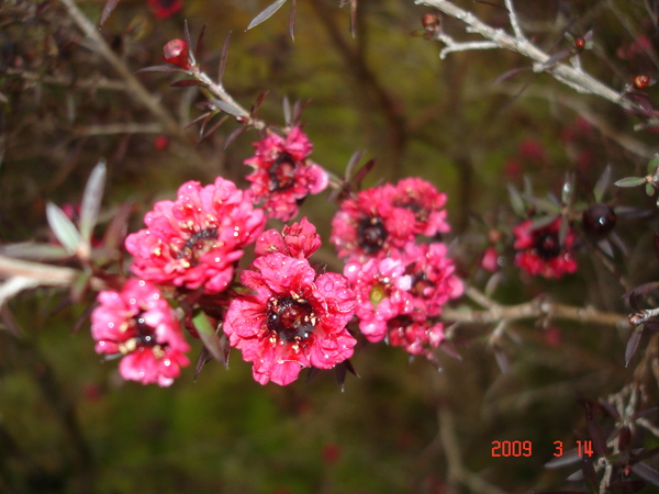 開花的臘梅