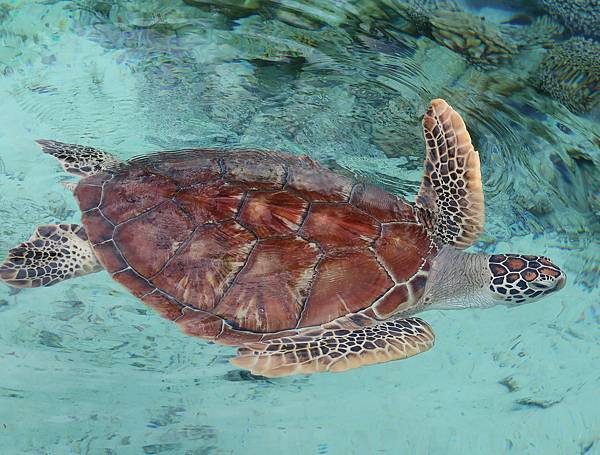Le Meridien Bora Bora~~海龜篇