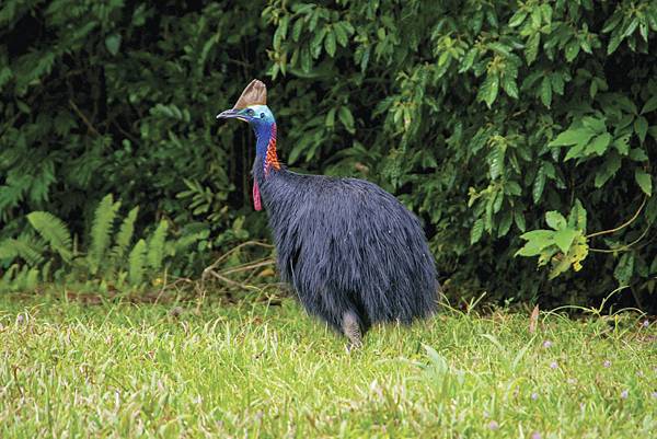2-4k 4898×3266 ©FNQ Nature Tours.jpg 2-4k 4898×3266 ©FNQ Nature Tours.jpg