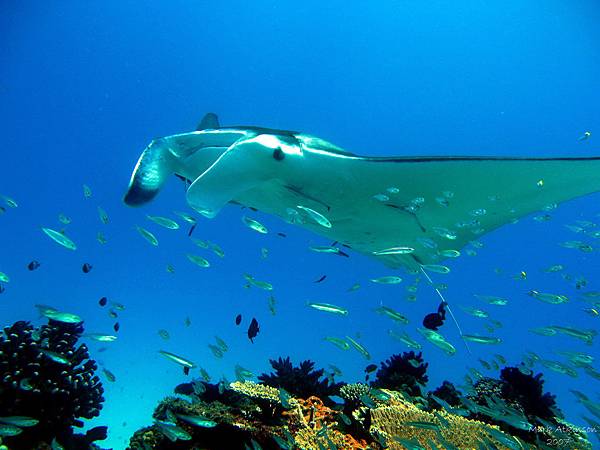 2-4s 2309×1731 ©Lady Elliot Island Eco Resort.jpg