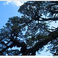 S970326六百歲的大鐵杉【塔塔加】.jpg