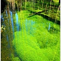 S1000803水底漂搖的藻荇【忘憂森林】.jpg