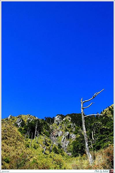 S1020130玉山前峰的枯木【塔塔加】