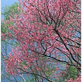 S1030215奼紫嫣紅的山櫻【多納林道】