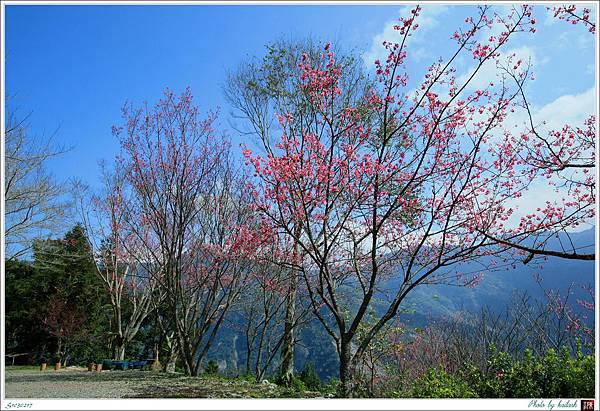 S1030217奼紫嫣紅的山櫻【多納林道】