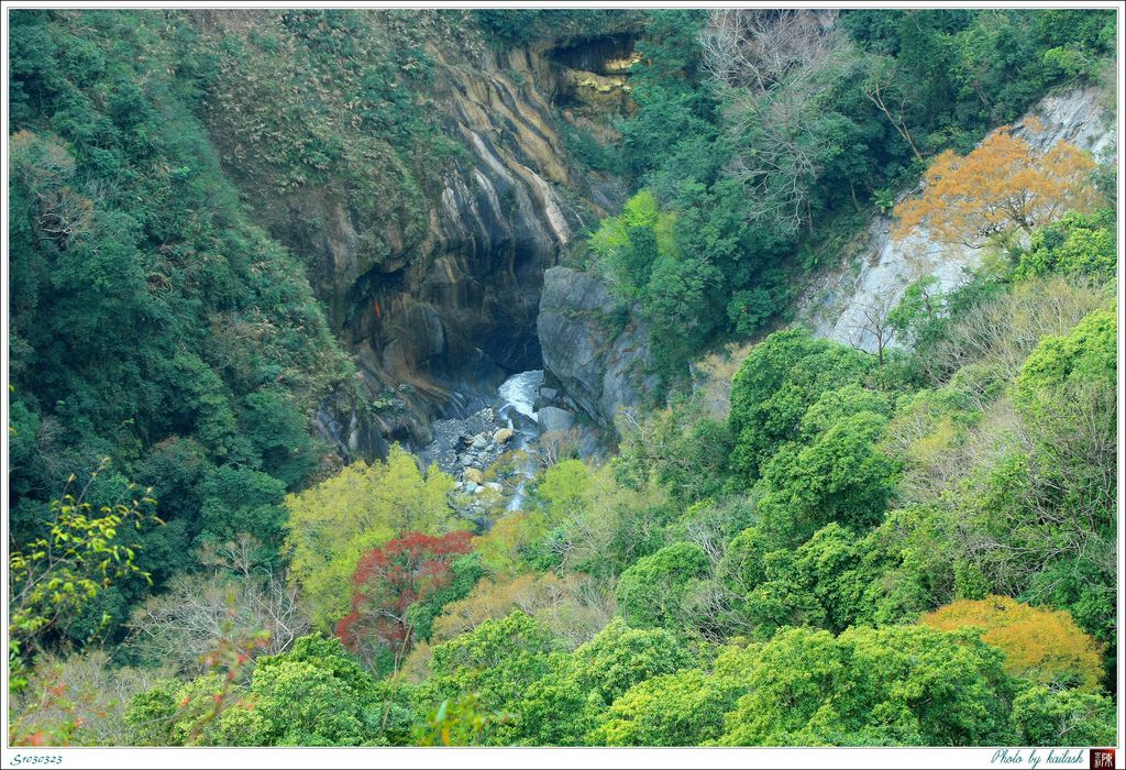 S1030323八通關古道紅葉【東埔】