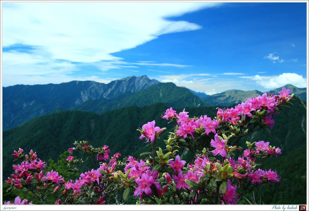 S1030601杜鵑與奇萊北峰【羊頭山】