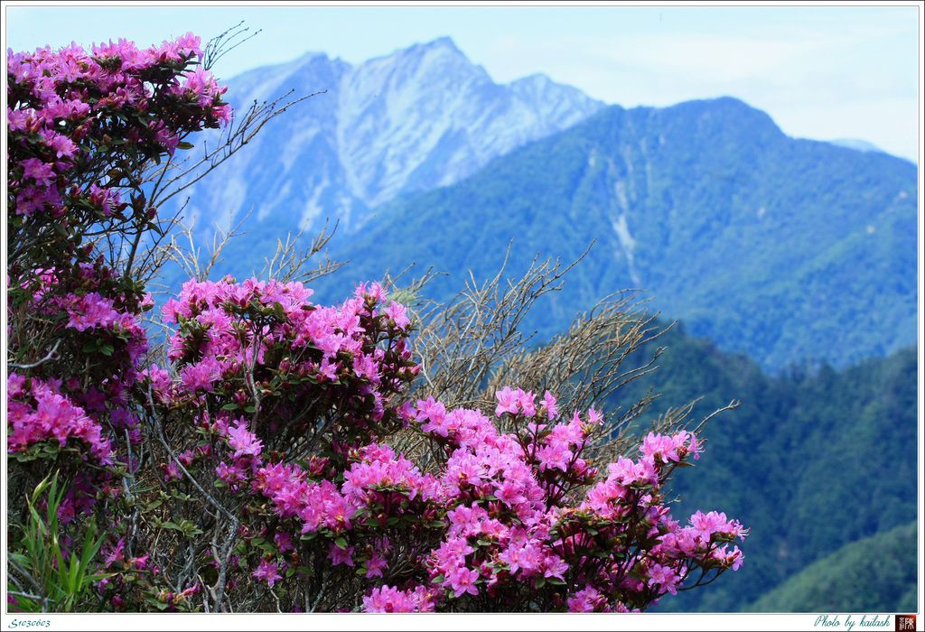 S1030603杜鵑與奇萊北峰【羊頭山】