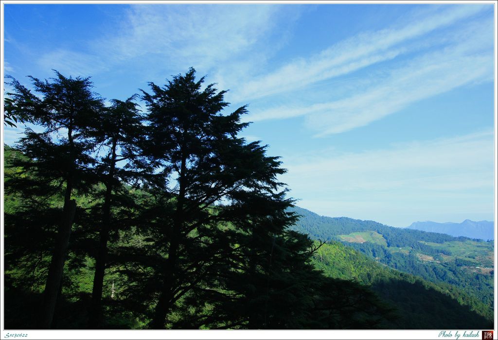 S1030622雲杉的俊逸翦影【畢祿山】