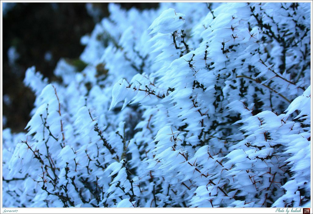 S1040267冰雪凝結的薔薇【大劍山】