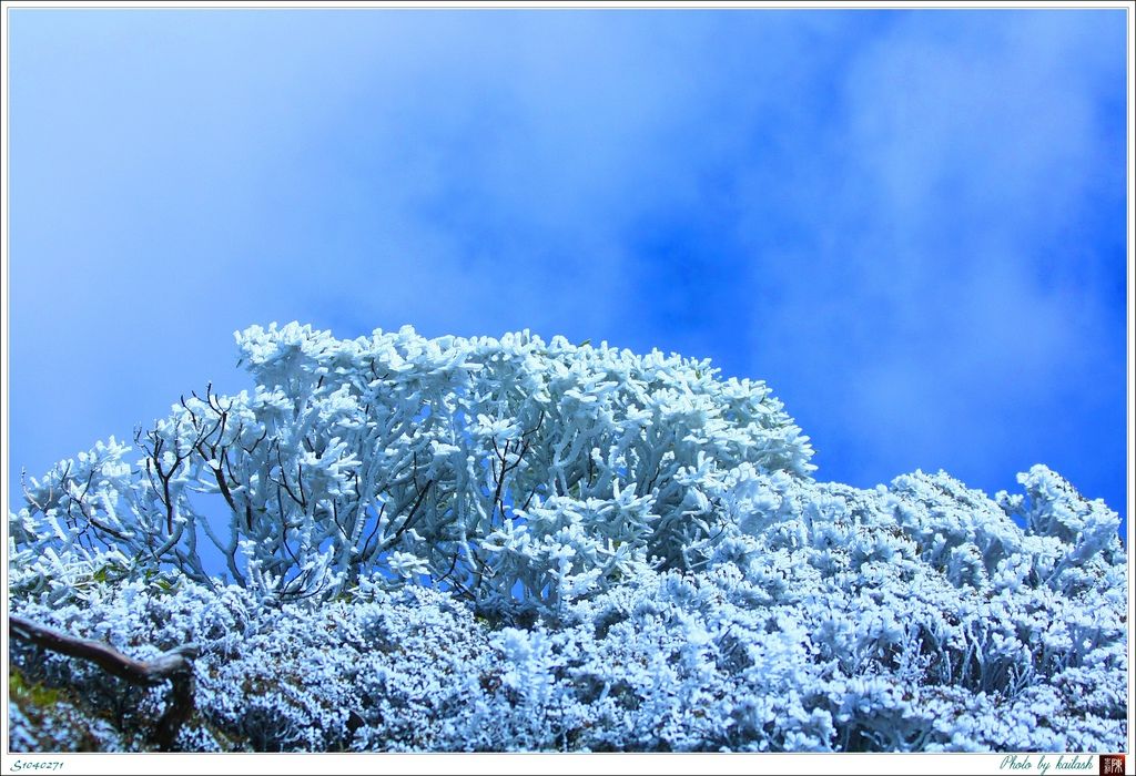 S1040271冰雪凝結的杜鵑【大劍山】