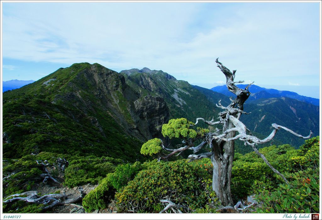 S1040727舞姿曼妙的圓柏【雪山北峰】