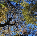 S1051215斑斕耀眼的楓樹【霞喀羅古道】