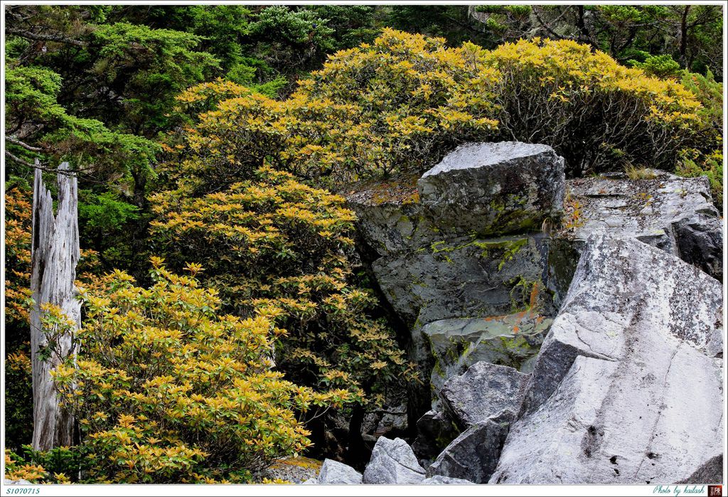 S1070715石瀑上的杜鵑花【白姑大山】