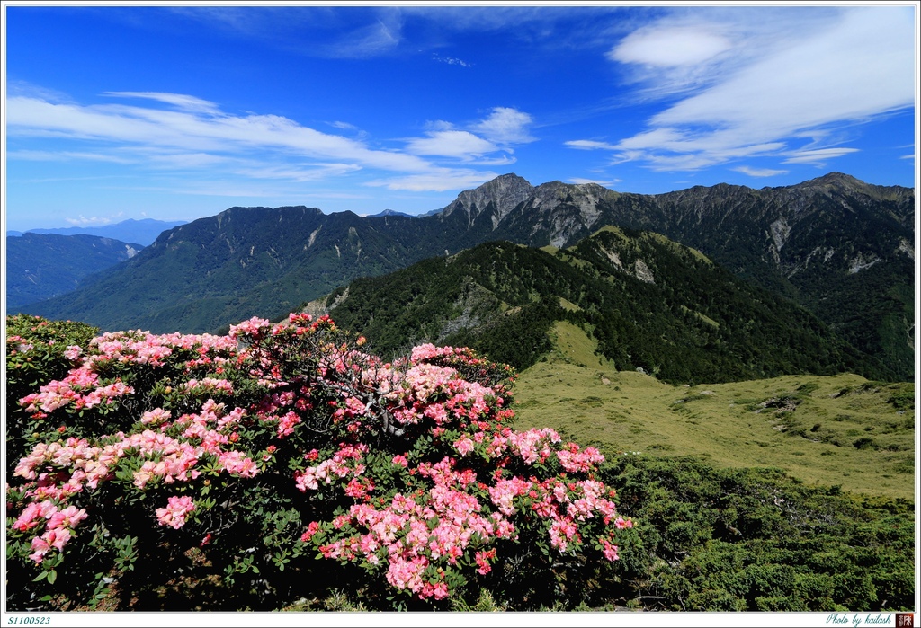 S1100509杜鵑與奇峰交映【合歡東峰】.jpg