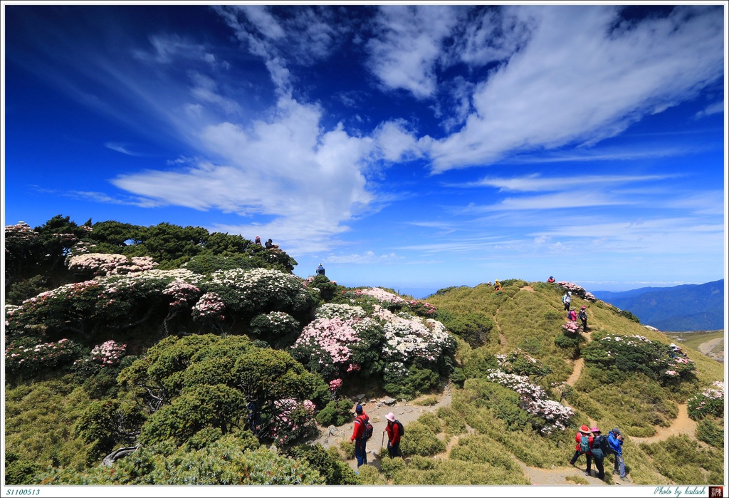 S1100516浪漫的杜鵑花海【合歡東峰】.jpg