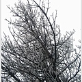 S970312霜雪凝結的枝椏【麟趾山】.jpg