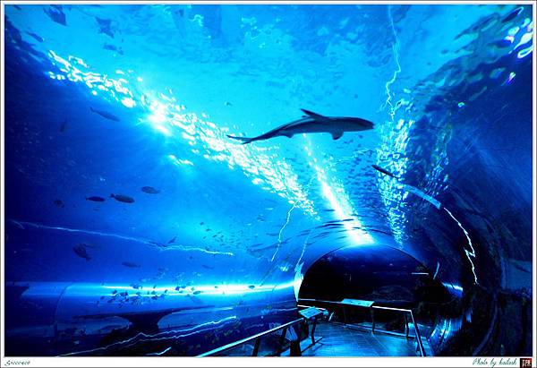 S1000406海底隧道【海洋生物博物館】.jpg