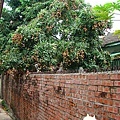 20110525-自助新村17.jpg