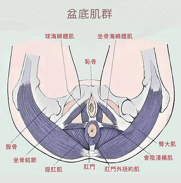 Emsella g動28 激動28骨盆椅極限凱格爾 失禁 漏尿 骨盆底肌訓練 (1) Emsella g動28 激動28骨盆椅極限凱格爾 失禁 漏尿 骨盆底肌訓練 (1)