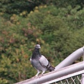 IMG_1248.jpg