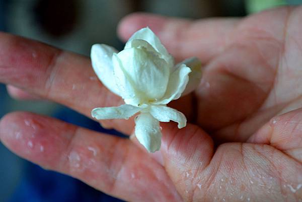 彰化旅遊 花現幸福小旅行茉莉花壇夢想館 花樹銀行 順達磚窯廠茉莉花田採花體驗 欣傳媒