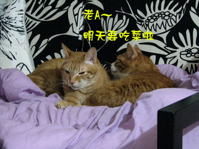 cat_life1.jpg cat_life1.jpg