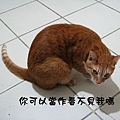 cat_life8.jpg