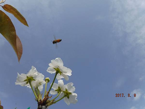 1蜜蜂和梨花.jpg