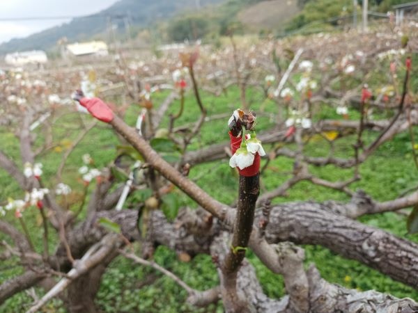 被鑽心的花.jpg