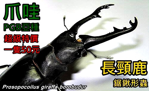 長頸鹿鋸鍬形蟲 Prosopocoilus giraffa borobudur (B亞種)